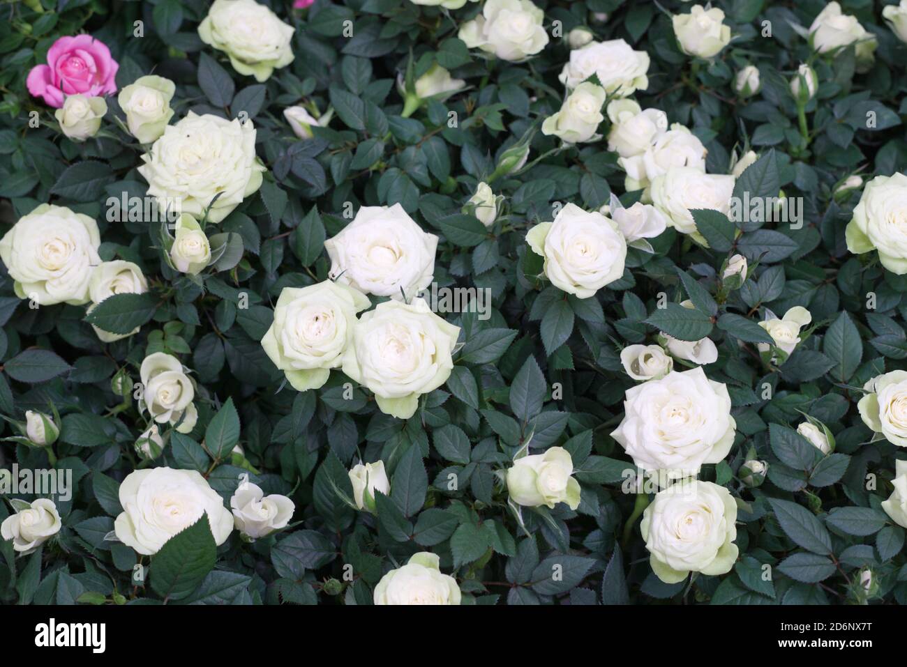 molte rose rosa e bianche in foglie verdi Foto Stock