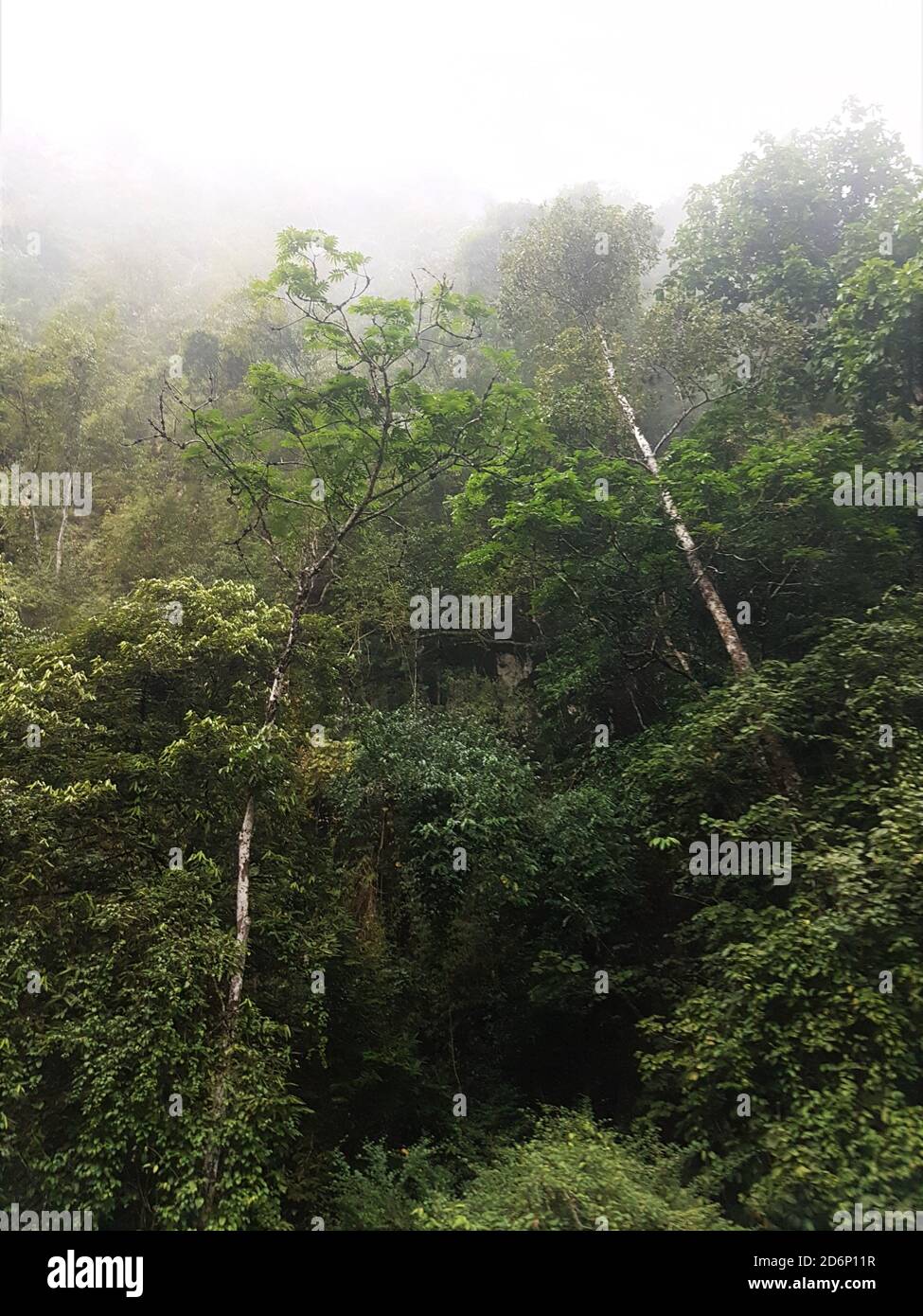Foresta pluviale in nebbia / Mist in Thailandia Foto Stock