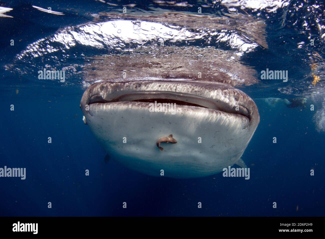 Whaleshark; Rhincodon typus, il più grande vertebrato vivente non mammifero vivo sulla Terra, filter-feed su zooplancton compresi copepodi, krill e uova di pesce Foto Stock
