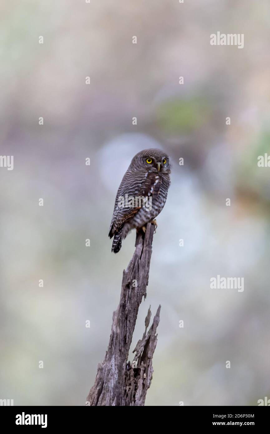 Gufo bruno (Ninox scutulata) Foto Stock