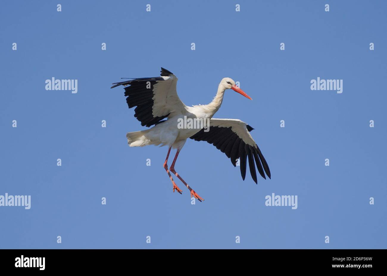 Una cicogna bianca (Ciconia ciconia) in volo, Los Barrios, Andalusia, Spagna. Foto Stock