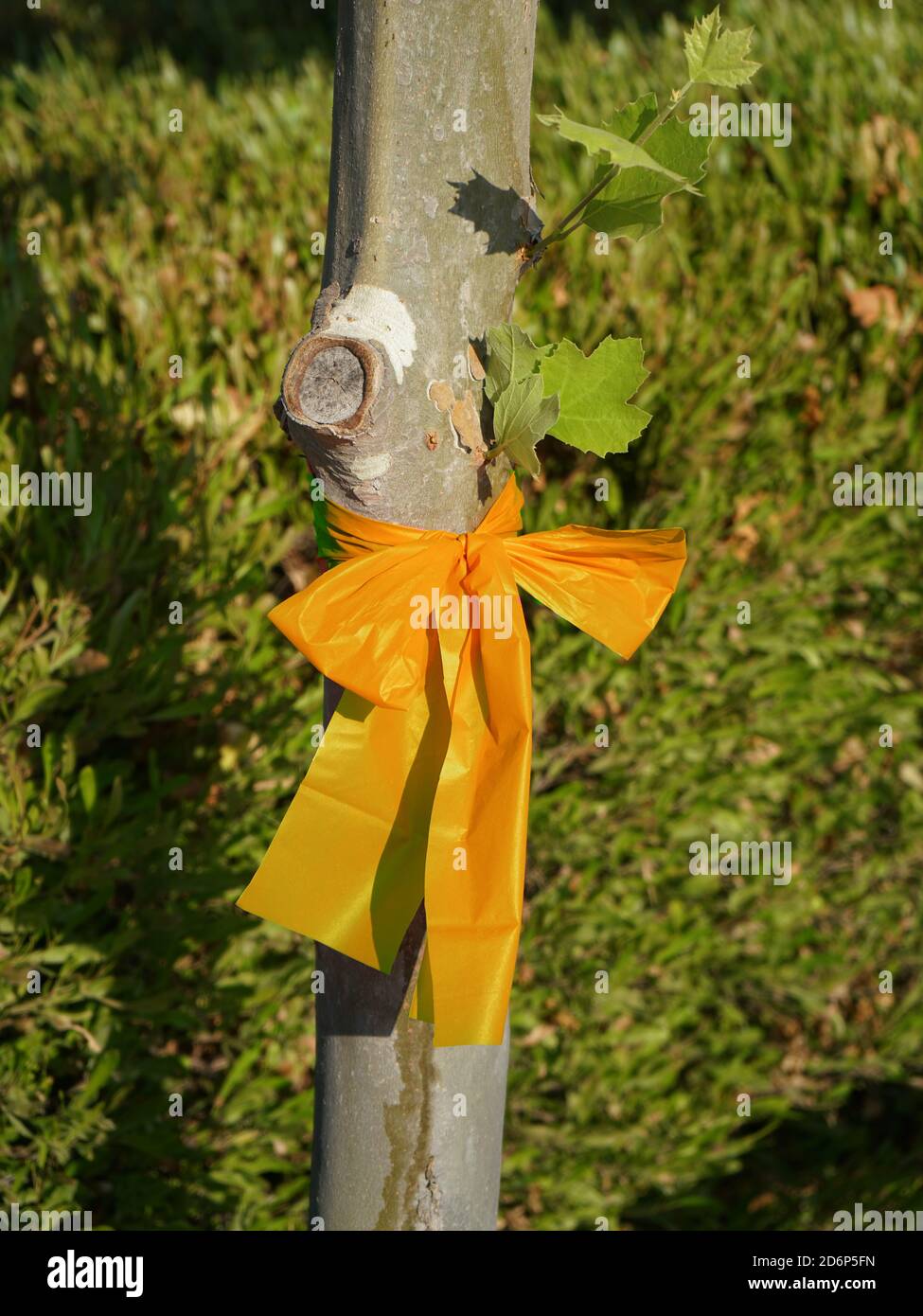 Nastro giallo legato intorno ad un tronco di albero Foto Stock
