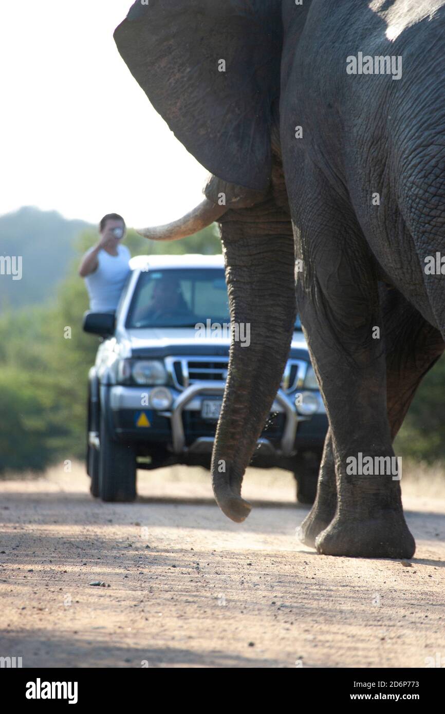 Elefante di toro su una strada sterrata che blocca un veicolo dentro Il Parco Nazionale Kruger Sud Africa Foto Stock