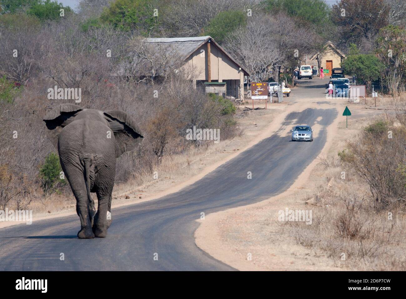 Grande elefante maschile a piedi nel mezzo della strada, Kruger National Park, Sud Africa Foto Stock