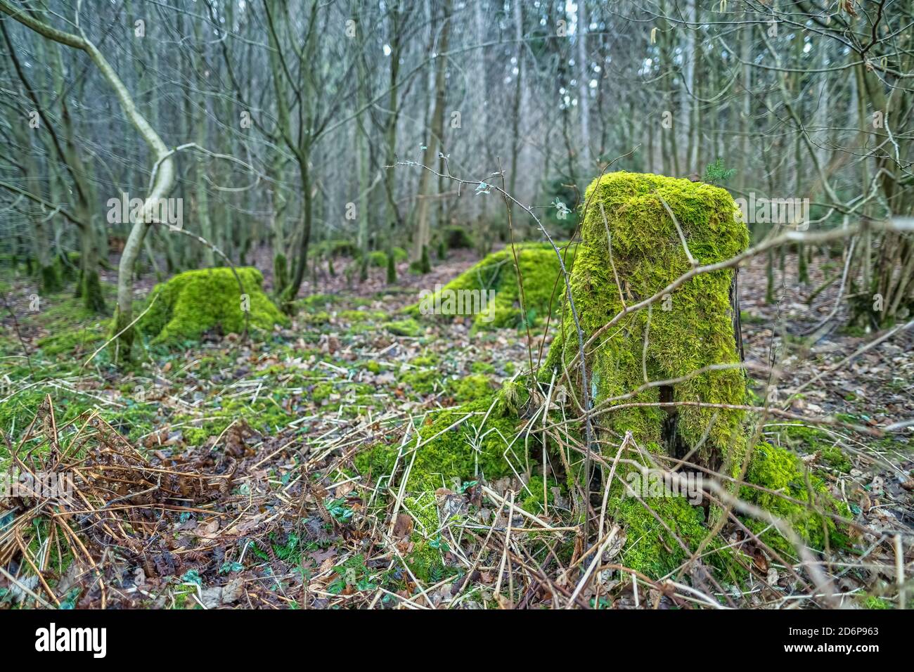 Un tronco verde di albero mussoso nel mezzo di una foresta. Foto Stock