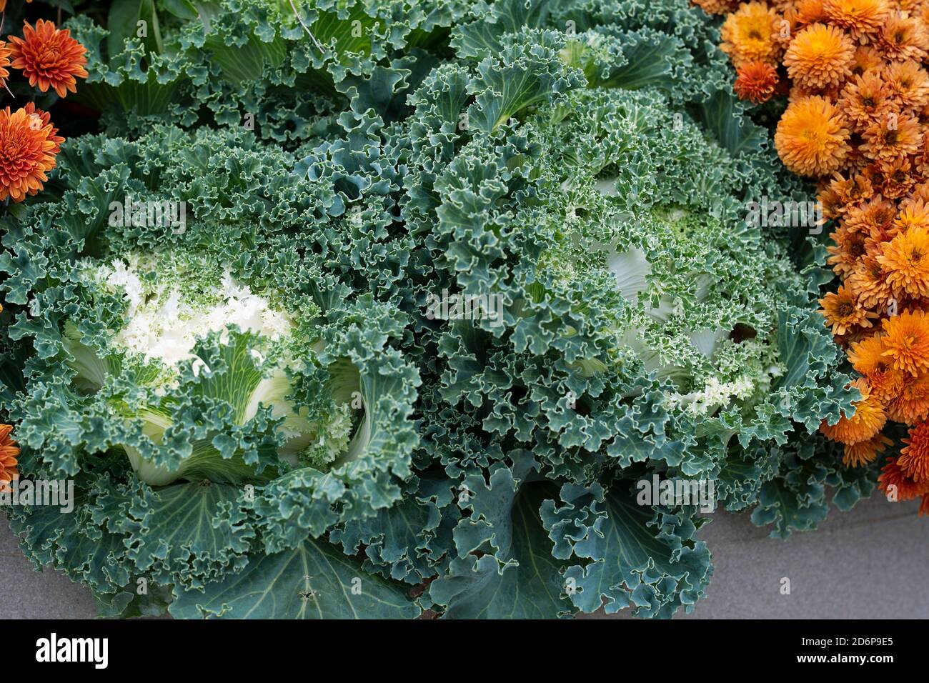 Bianco Ornamentale fioritura Kale che cresce in giardino, Fiori d'autunno, piante, perenni Brassica oleracea Foto Stock