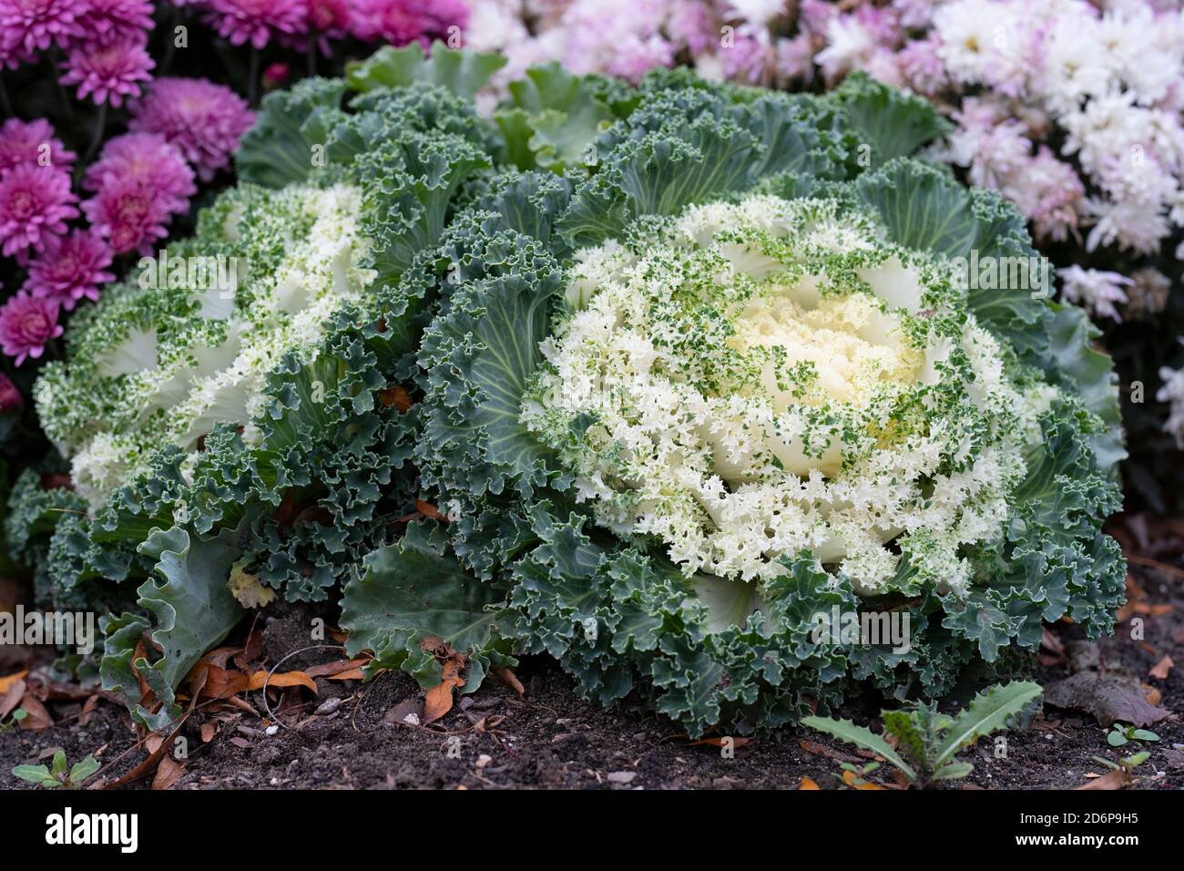 Bianco Ornamentale fioritura Kale che cresce in giardino, Fiori d'autunno, piante, perenni Brassica oleracea Foto Stock