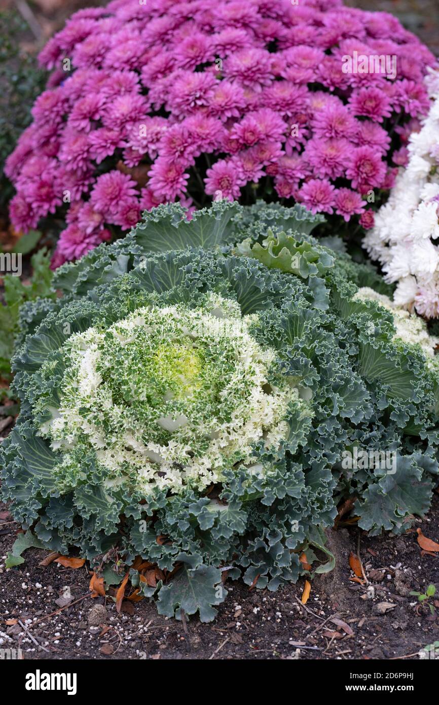 Bianco Ornamentale fioritura Kale e Pink Chrysanthemum che cresce in giardino, Fiori d'autunno, piante, PerennialsBrassica oleracea Foto Stock