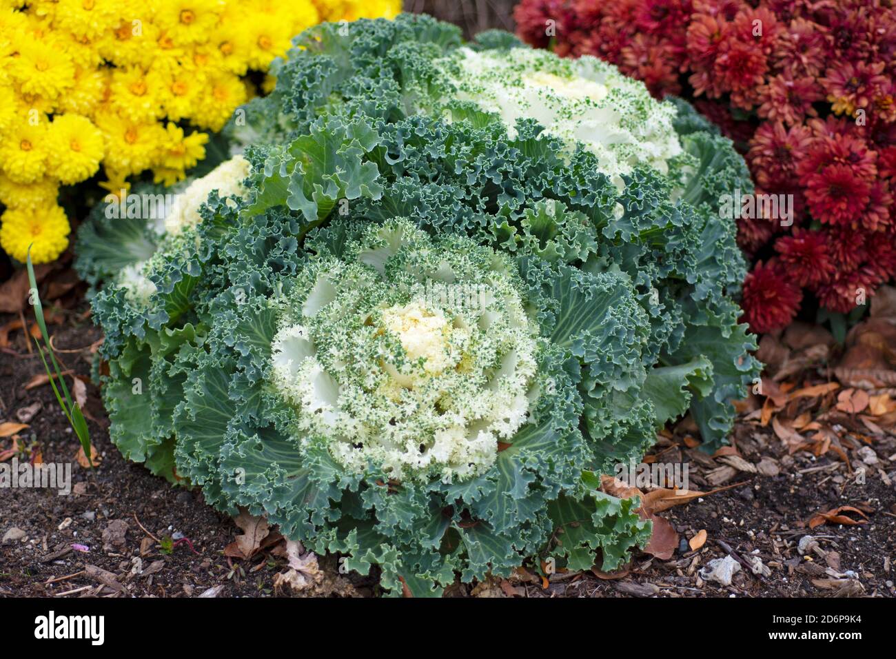 Bianco Ornamentale fioritura Kale e Crisantemi gialli che crescono in giardino, Fiori d'autunno, piante, perenni Brassica oleracea Foto Stock