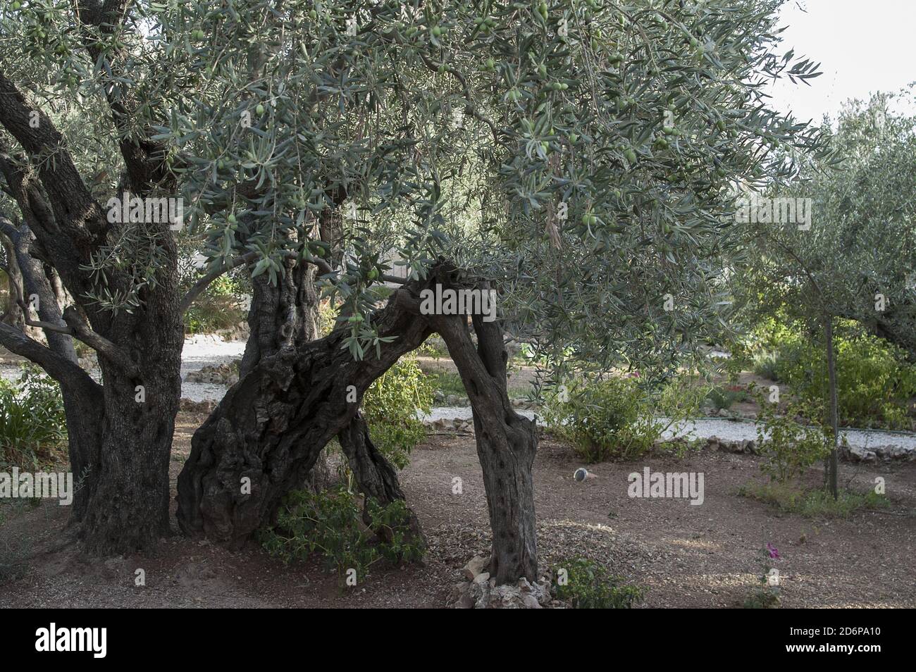 ירושלים, Gerusalemme, Jerozolima, Israele, Izrael, ישראל; Olivi antichi nel Giardino degli Olivi. Alte Olivenbäume im Olivengarten. Foto Stock