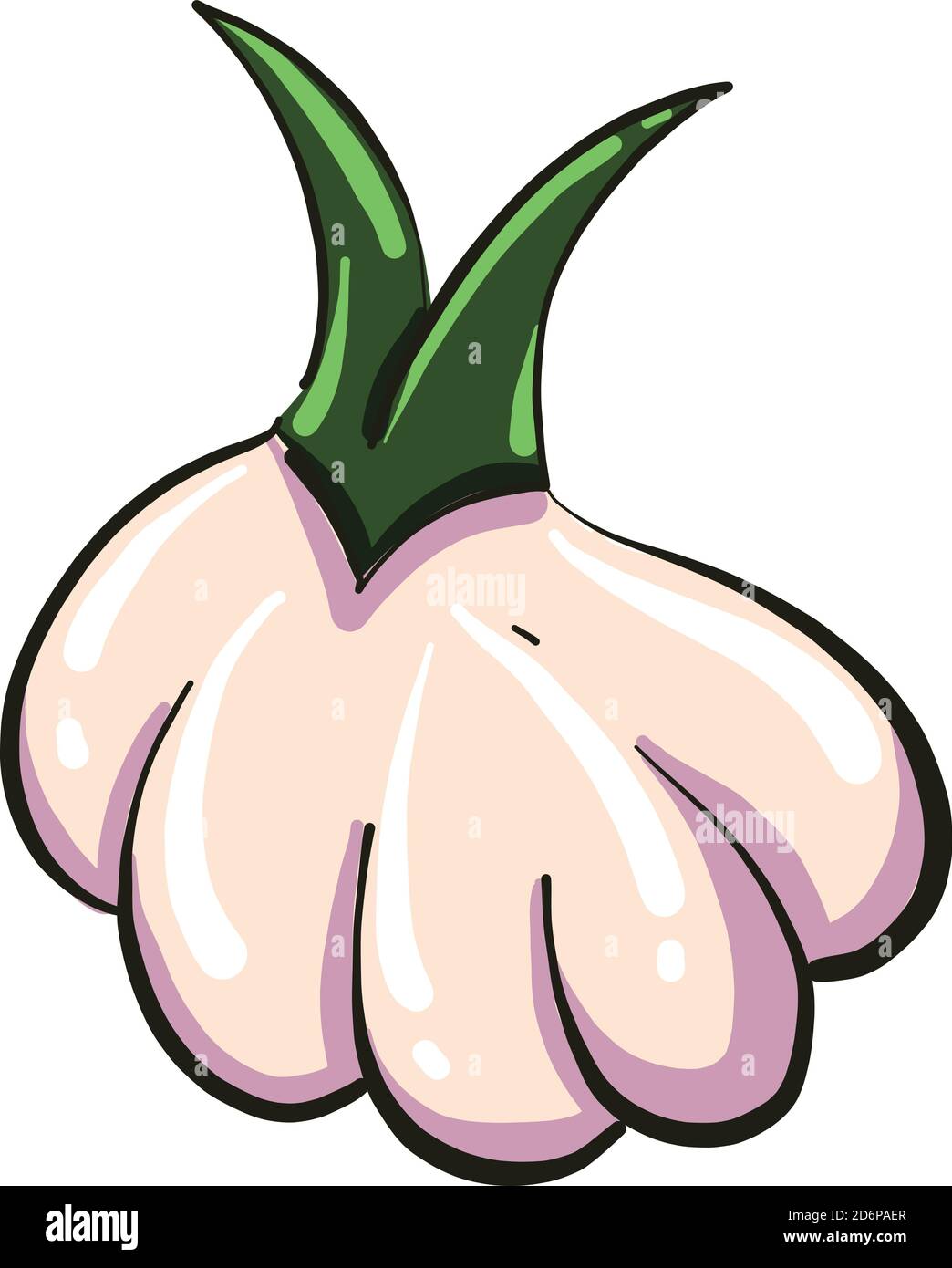 Aglio piccolo, illustrazione, vettore su sfondo bianco. Illustrazione Vettoriale