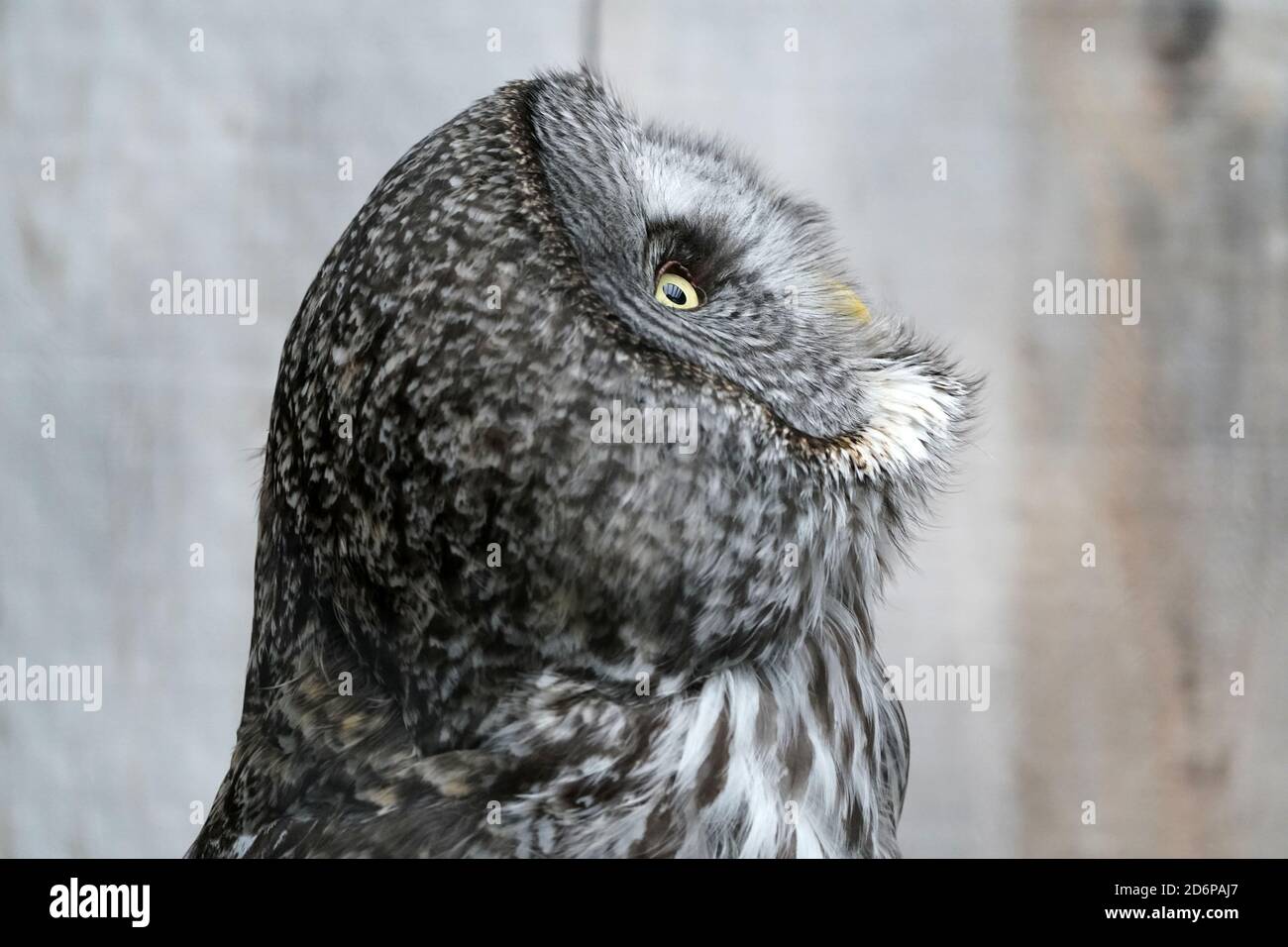 Grande gufo grigio in cattività Foto Stock