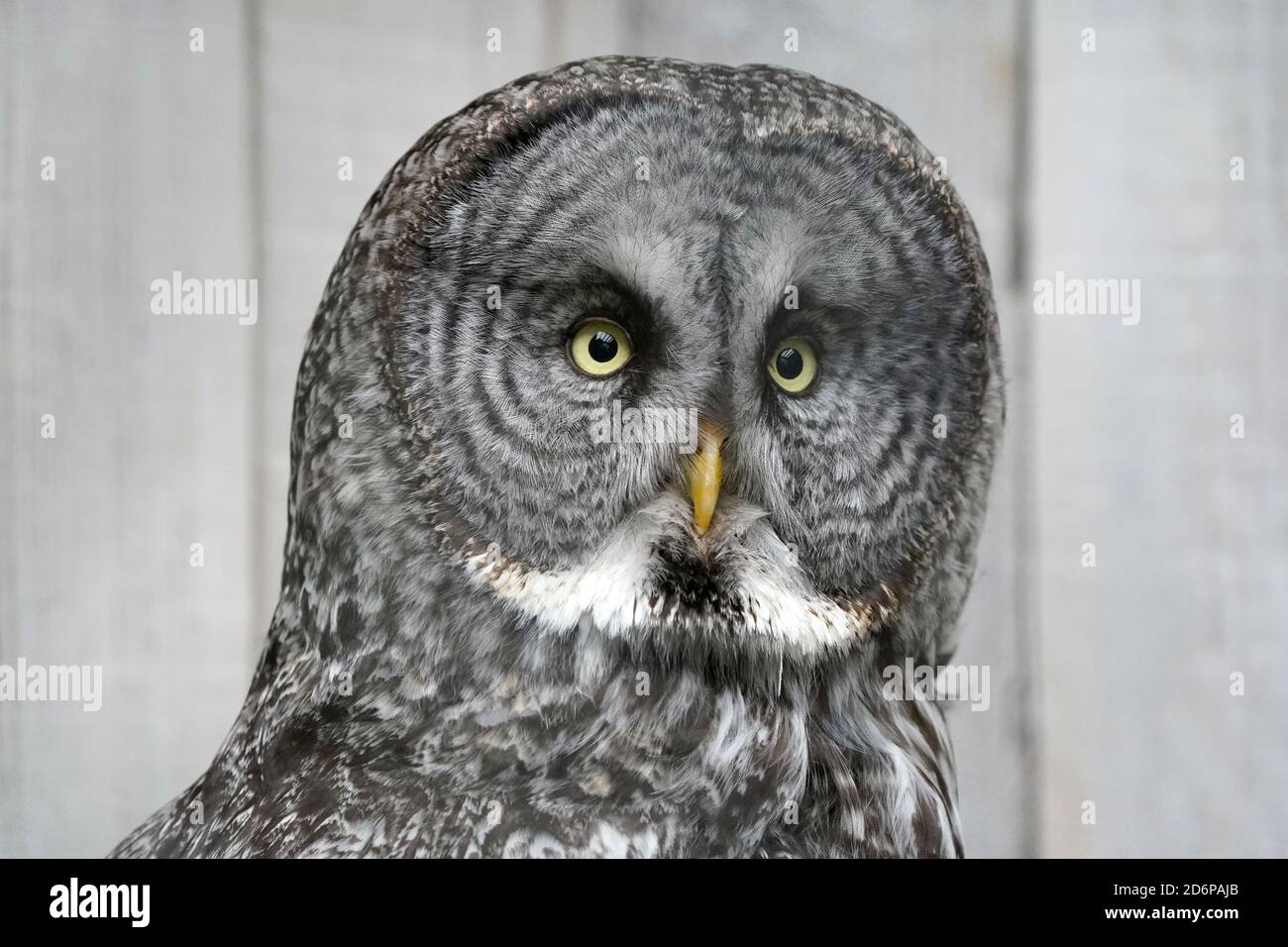 Grande gufo grigio in cattività Foto Stock