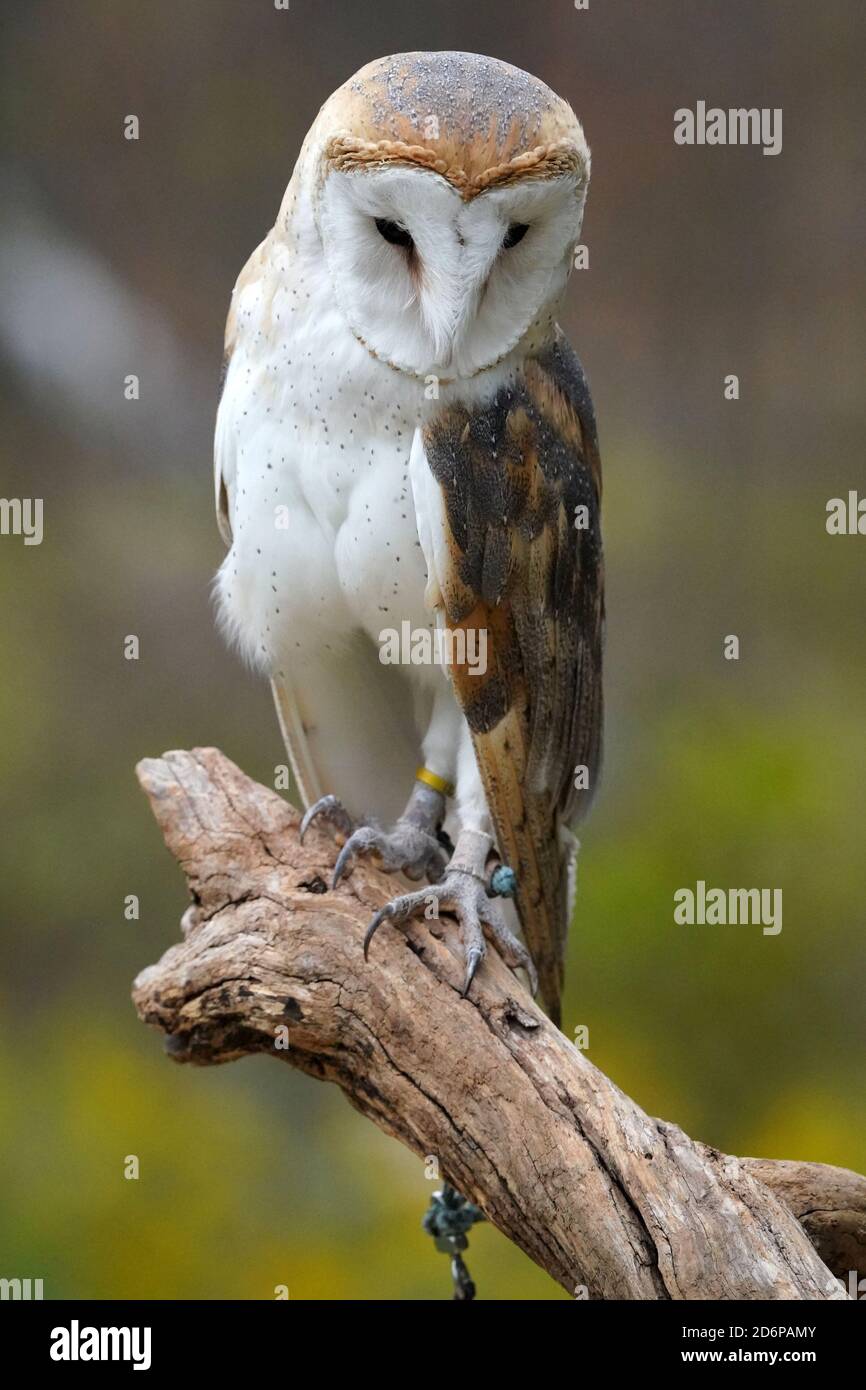 Gufo di fienile sul persico seduto e flapping Foto Stock