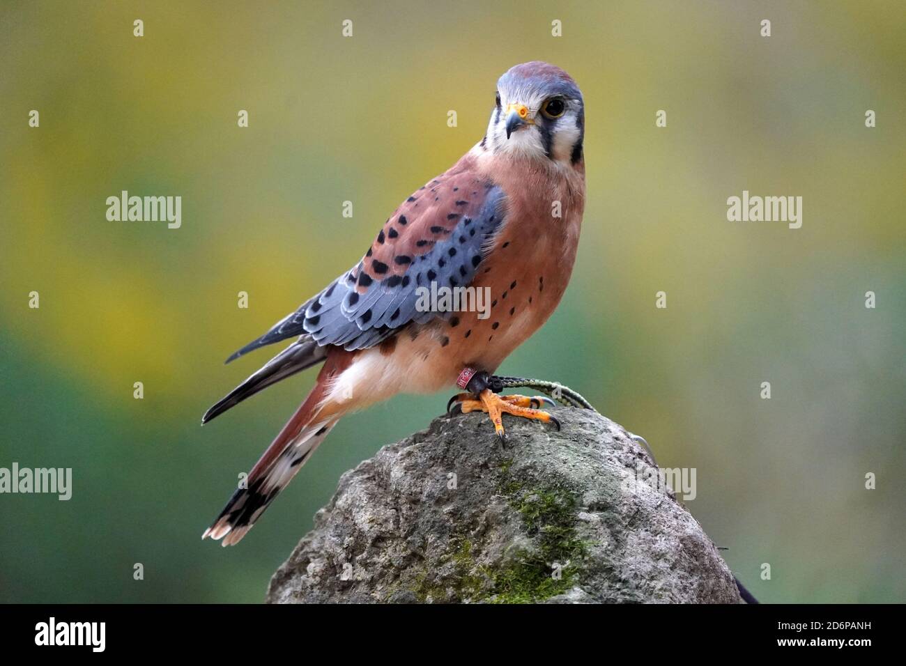 Maschio Kestrel arroccato e flapping Foto Stock