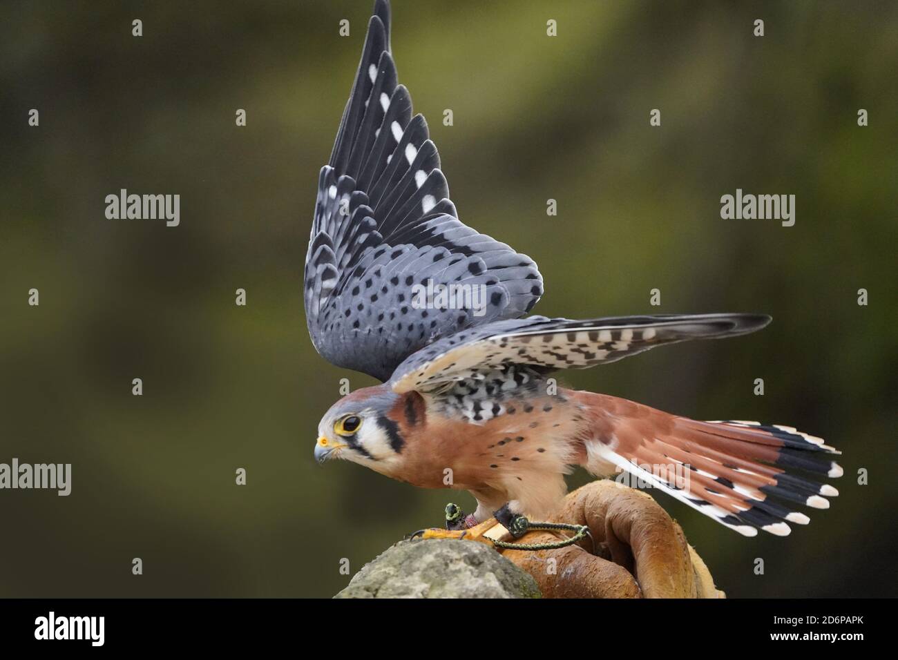 Maschio Kestrel arroccato e flapping Foto Stock