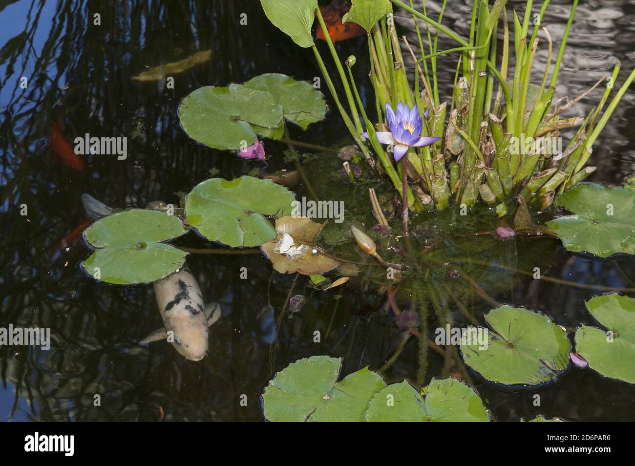 Israele, Izrael, ישראל; uno stagno, un piccolo stagno con un giglio di acqua blu. Ein Teich, ein kleiner Teich mit Einer blauen Seerose. בריכה עם שושן מים כחול. 白睡莲 Foto Stock