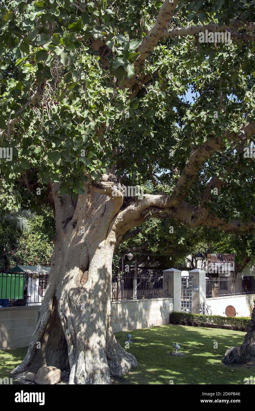Israele, Izrael, ישראל, Palestina, Palestina, Jerycho, Gerico, יריחו, أريحا; albero di Zaccheo; Ficus sycomorus L. Maulbeer-Feige; Drzewo Zacheusza Foto Stock