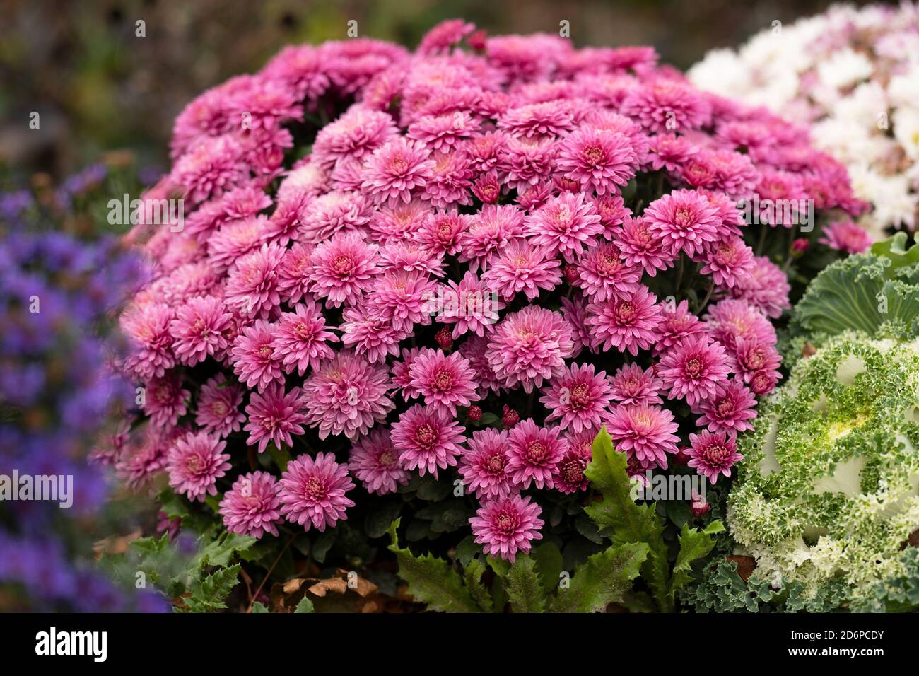 Chirsantheum rosa, Crisantemi che crescono in giardino, Fiori d'autunno, piante, perenni Foto Stock