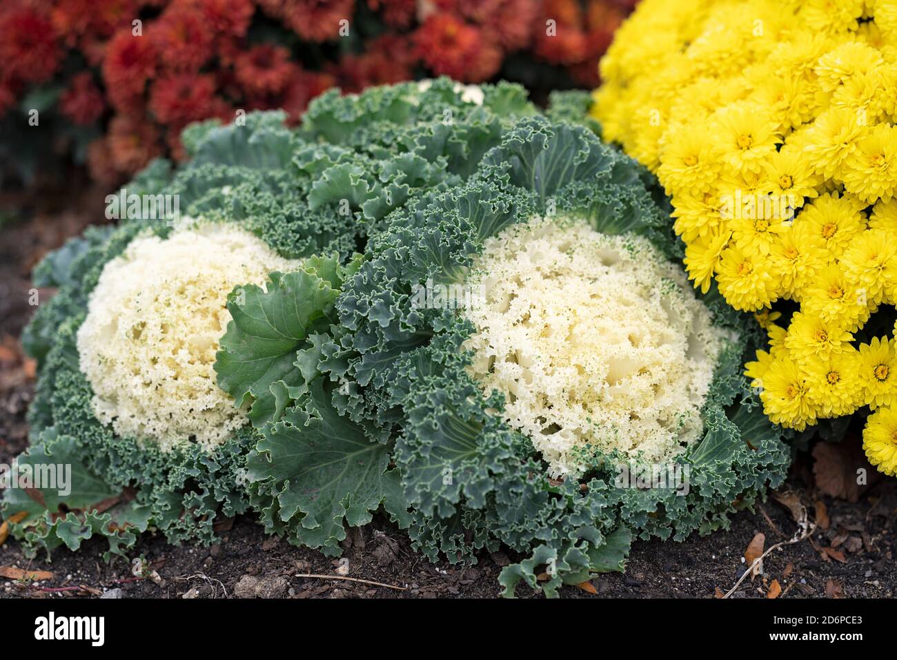 Kale ornamentale e Crisantemi gialli e arancioni che crescono in giardino, Fiori d'autunno, piante, perenni Brassica oleracea Foto Stock
