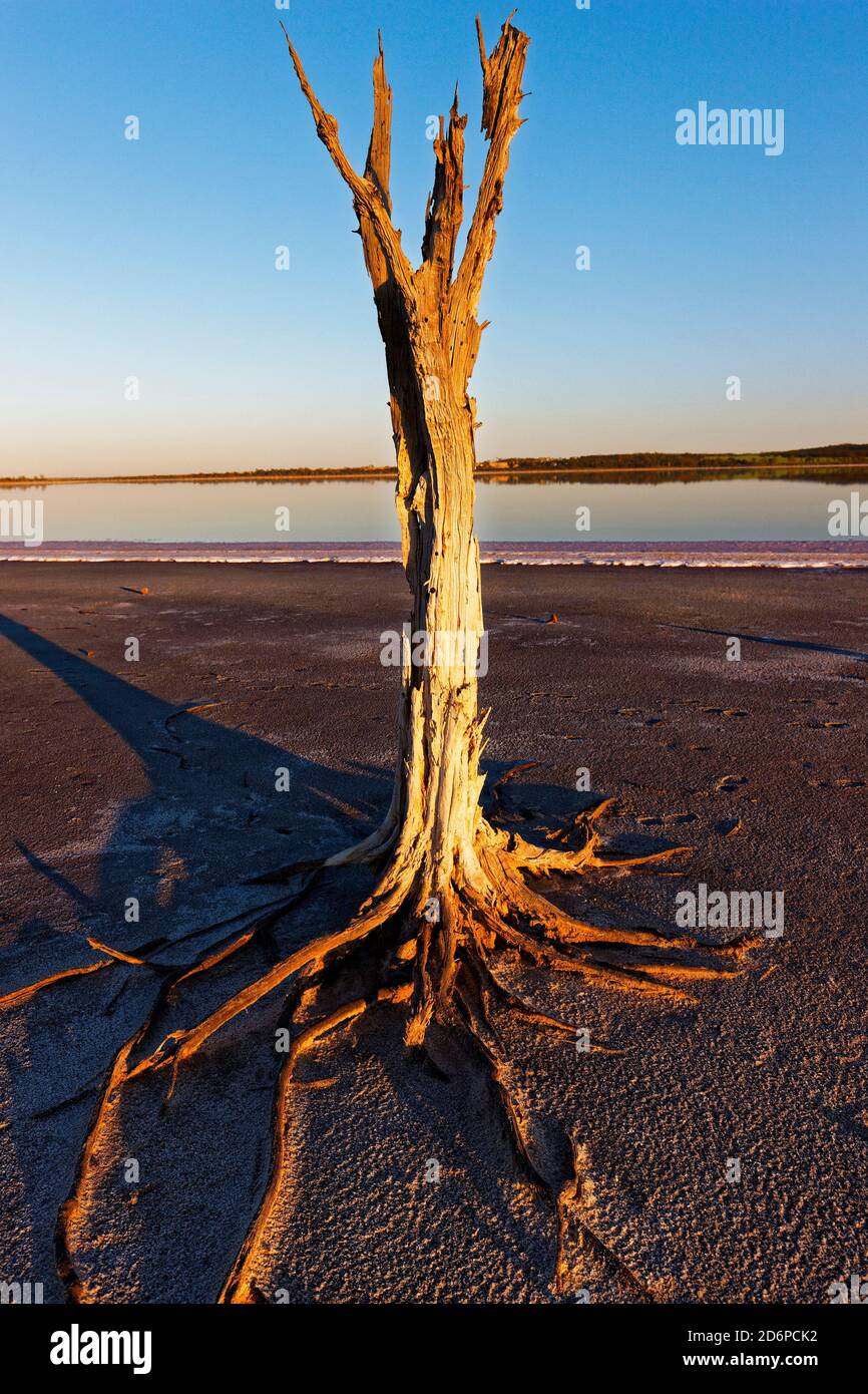Dead Trees, Lago Ninan Salt Lake, Victoria Plains Australia Occidentale Foto Stock