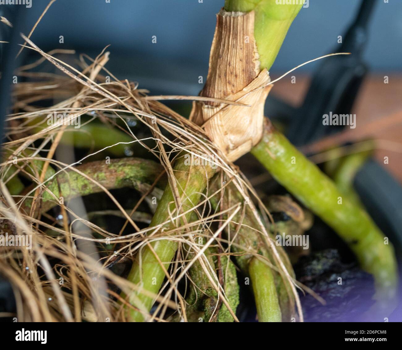 Le radici di una pianta di Vanda Orchid, epifitica, apprezzano l'esposizione all'aria Foto Stock