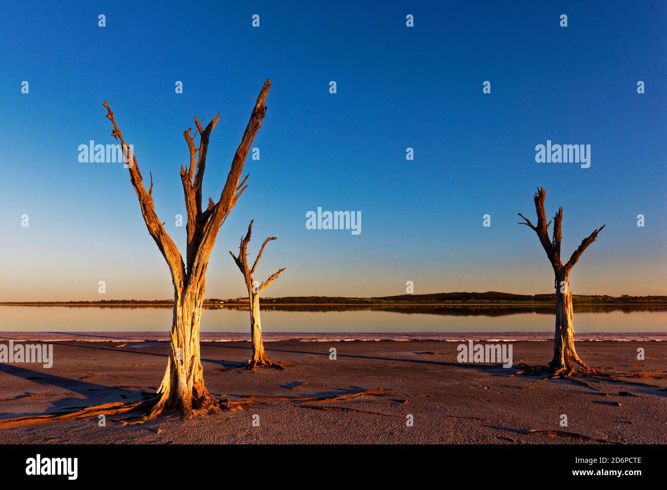 Dead Trees, Lago Ninan Salt Lake, Victoria Plains Australia Occidentale Foto Stock