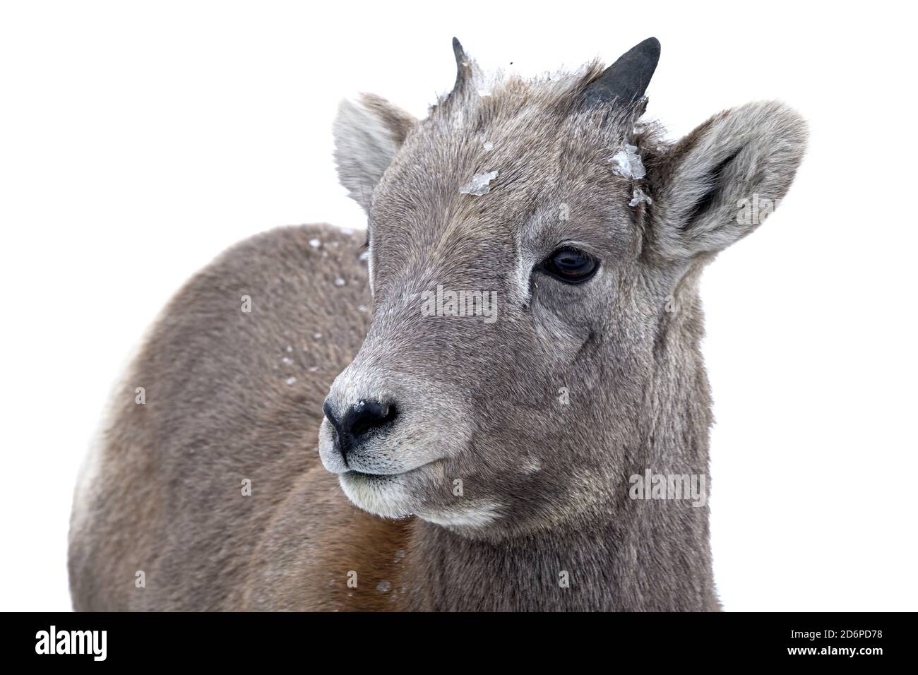 Un ritratto animale selvaggio di una giovane pecora di Bighorn delle Montagne Rocciose 'Ovis canadensis', su uno sfondo di neve bianca Foto Stock
