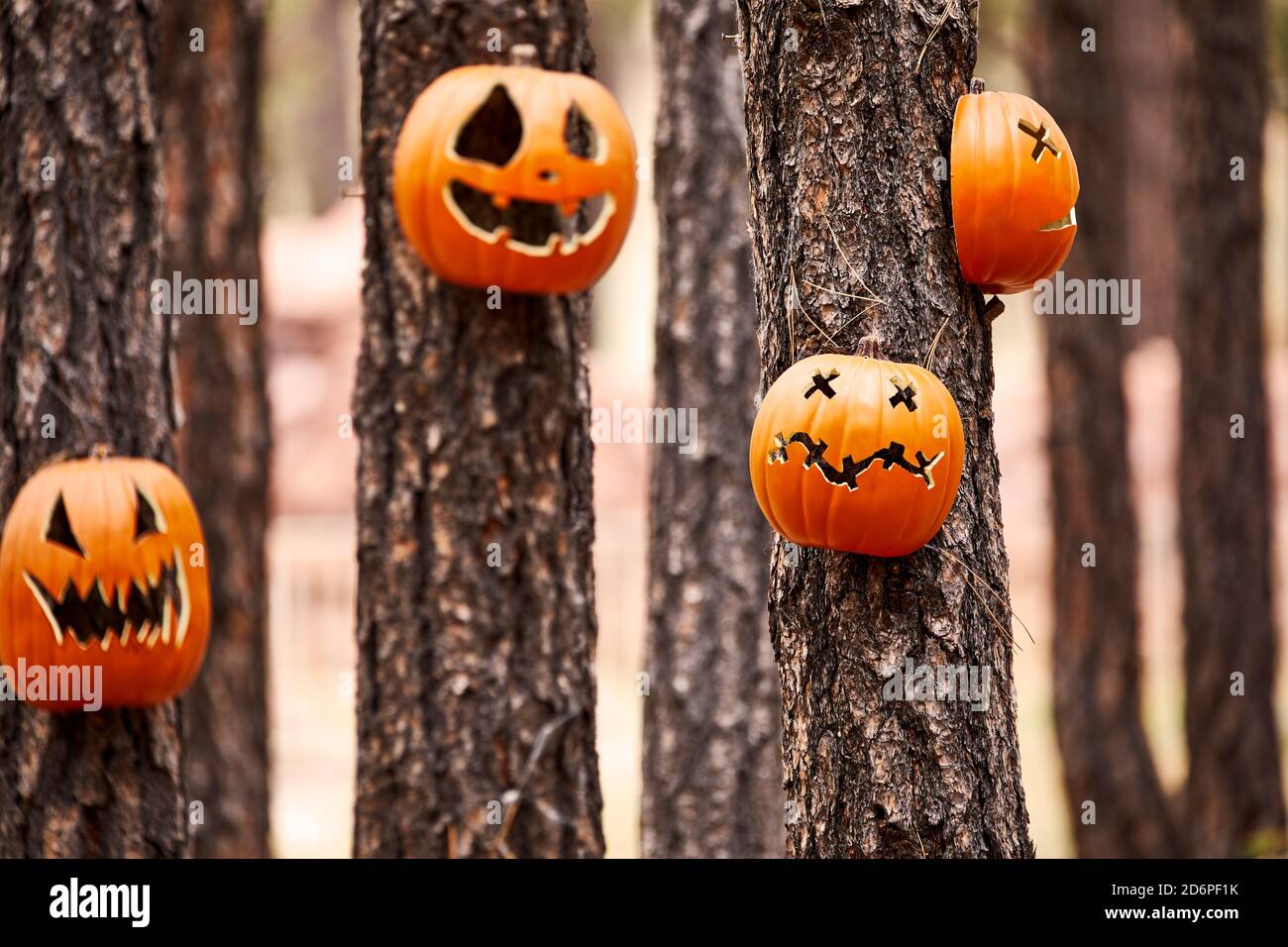 Scolpito Pumpkin si affaccia su alberi di pino in una foresta con profondità di campo poco profonda Foto Stock