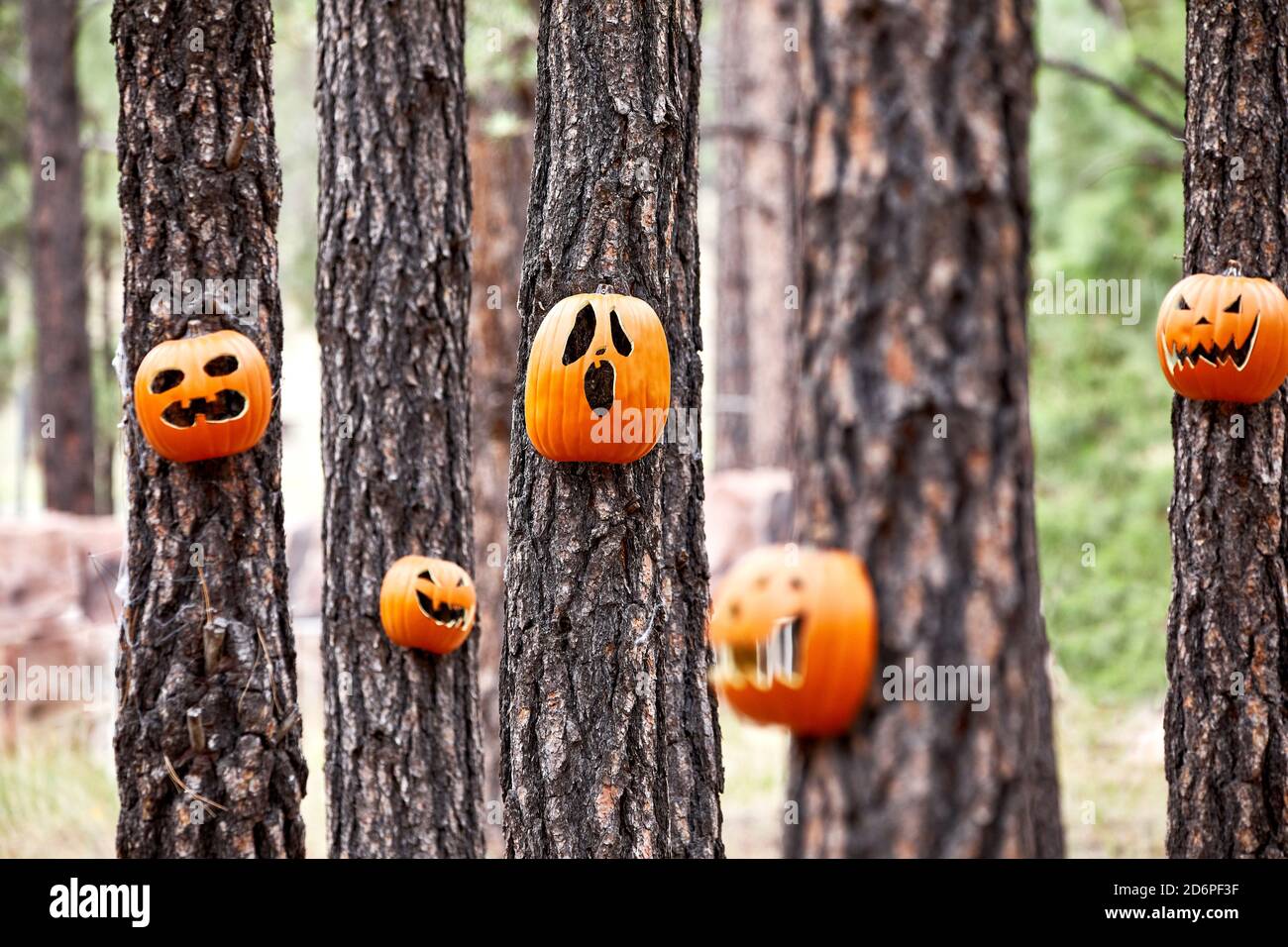 Scolpito Pumpkin si affaccia su alberi di pino in una foresta con profondità di campo poco profonda Foto Stock