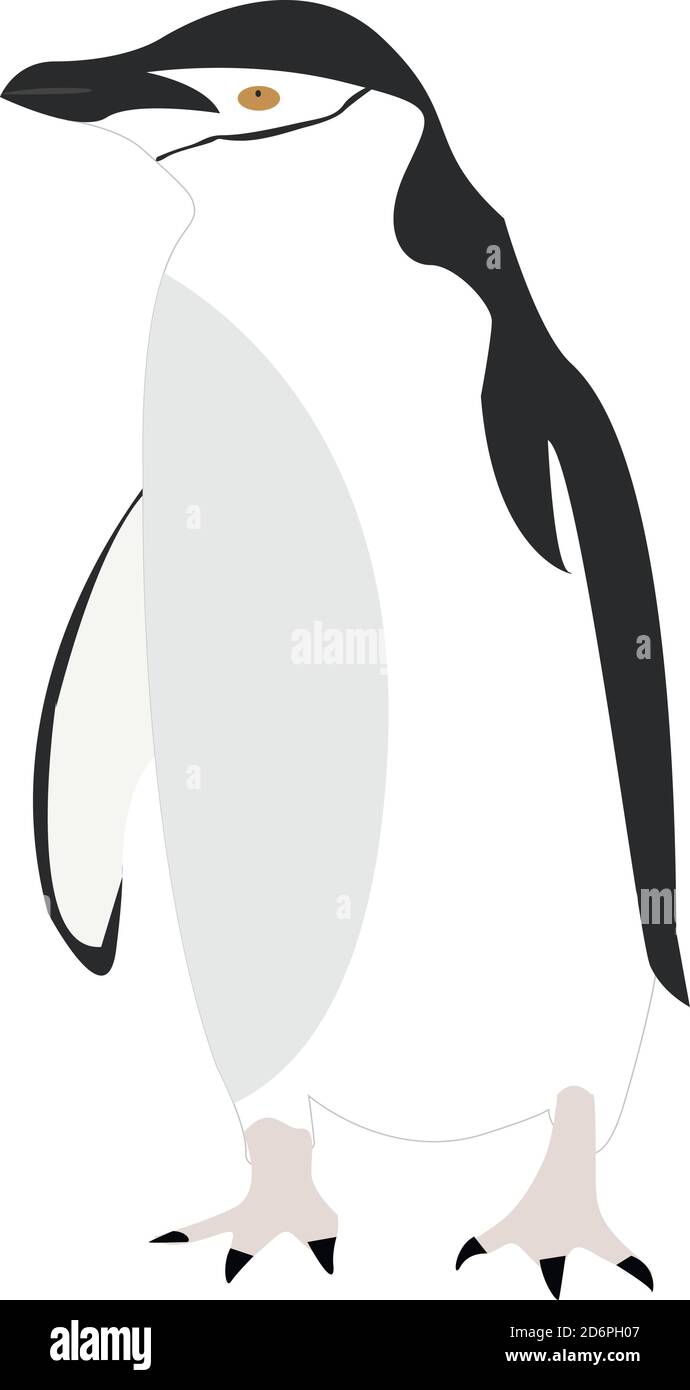 Piccolo pinguino, illustrazione, vettore su sfondo bianco Illustrazione Vettoriale
