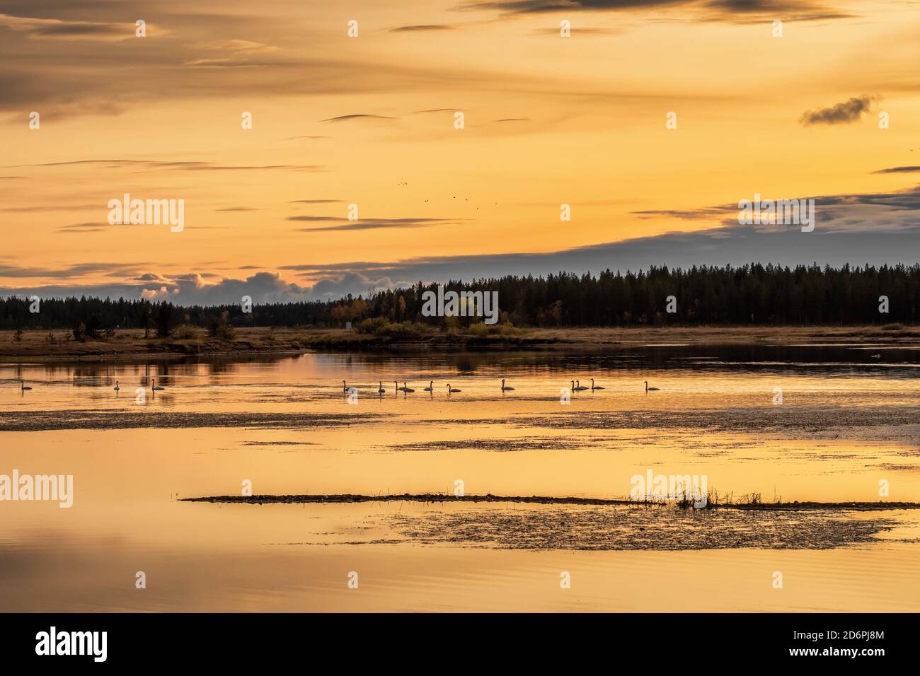 Cigni sul lago in Finlandia al tramonto Foto Stock