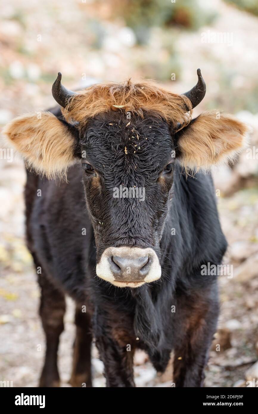Primo piano ritratto del giovane toro Foto stock - Alamy