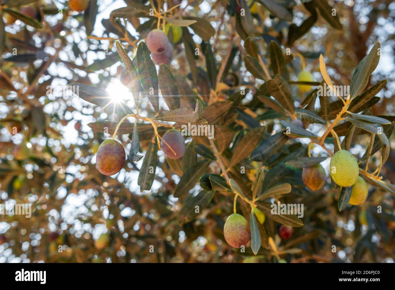 Olive in varie fasi di maturazione Foto Stock