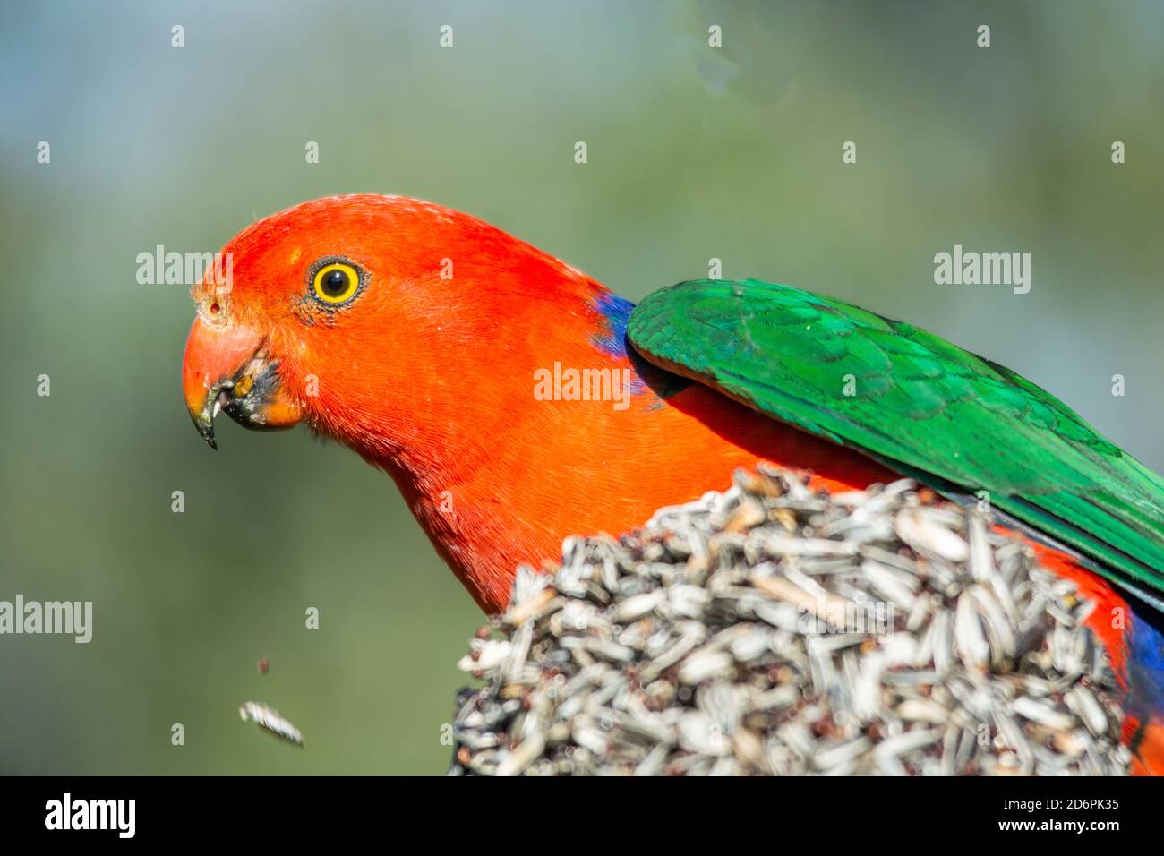 Parrot re australiano, Alister scapularus Foto Stock
