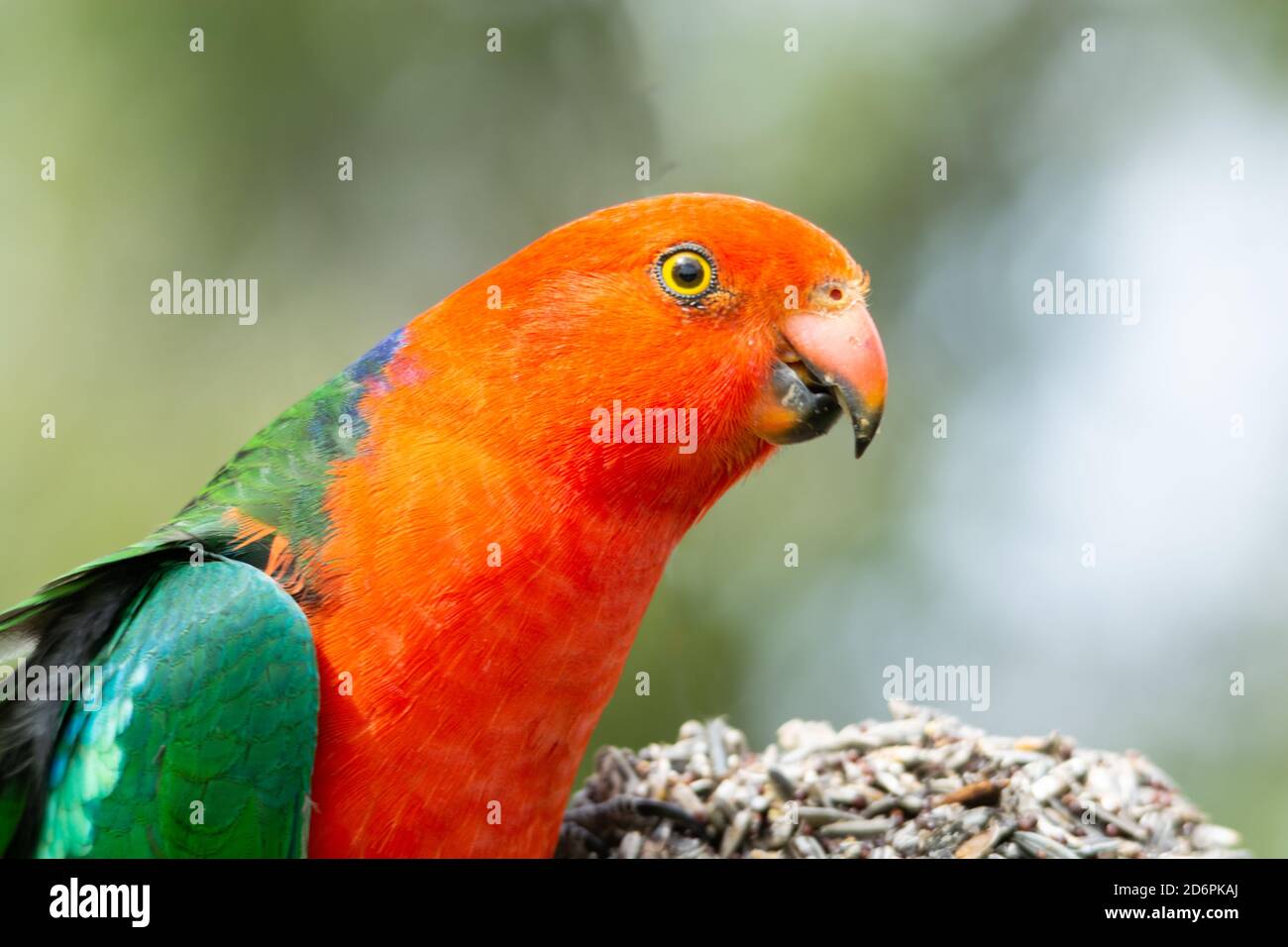 Parrot re australiano, Alister scapularus Foto Stock