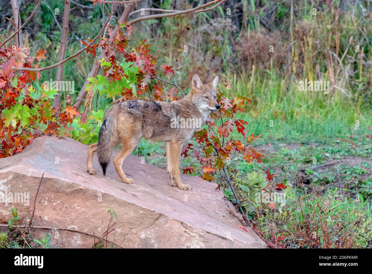 Coyote nel bosco con colori autunnali Foto Stock