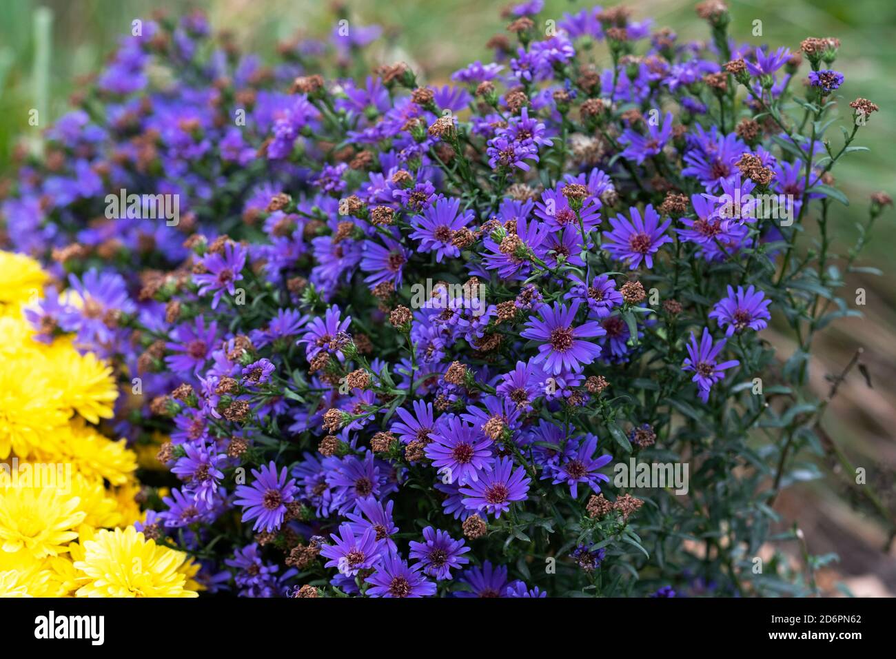 Purple Aster crescente in Giardino, Fiori Perenni Autunno Foto Stock