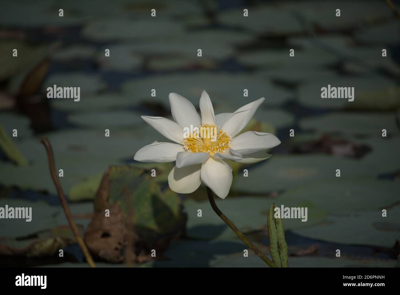 Il fiore bianco del loto, il loto di Ninfea, il loto bianco egiziano, loto tigre, loto bianco o giglio d'acqua bianco egiziano, è una pianta fiorente della famiglia Foto Stock