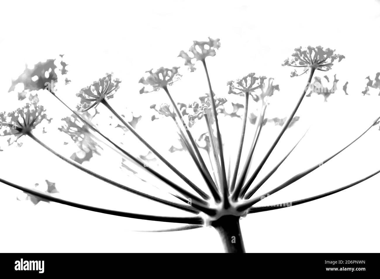 silhouette bianca e nera di fiori di finocchio Foto Stock