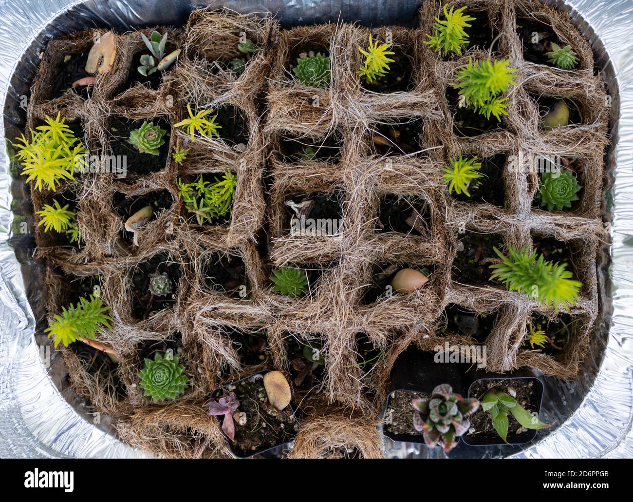 antipasti di pianta succulenti in pentole di buccia di cocco Foto Stock