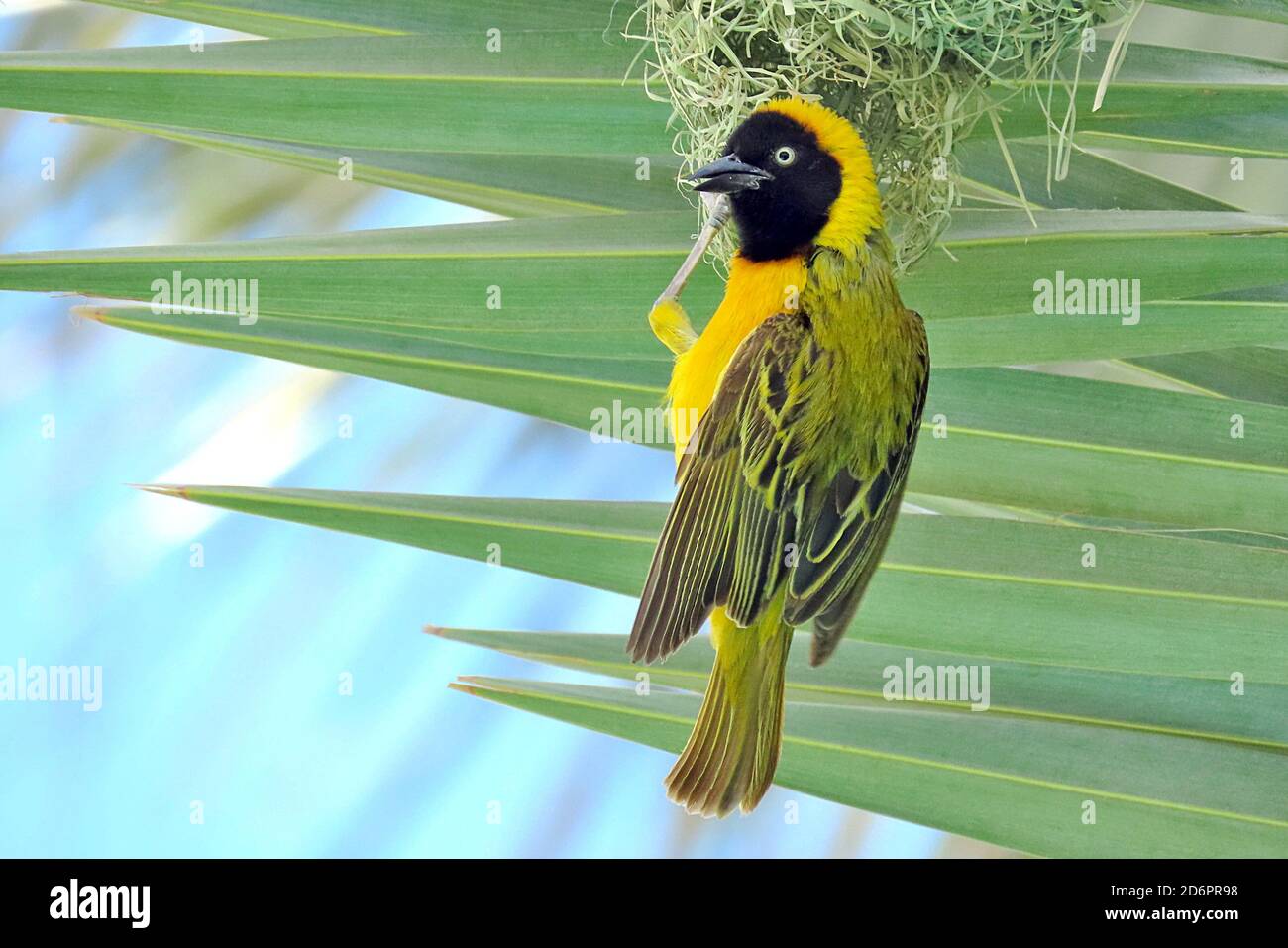 Un uccello tessitore mascherato meridionale (Ploceus velatus) nella vegetazione in un'oasi vicino a Palmwag, nel Damaraland della Namibia, nell'Africa meridionale Foto Stock