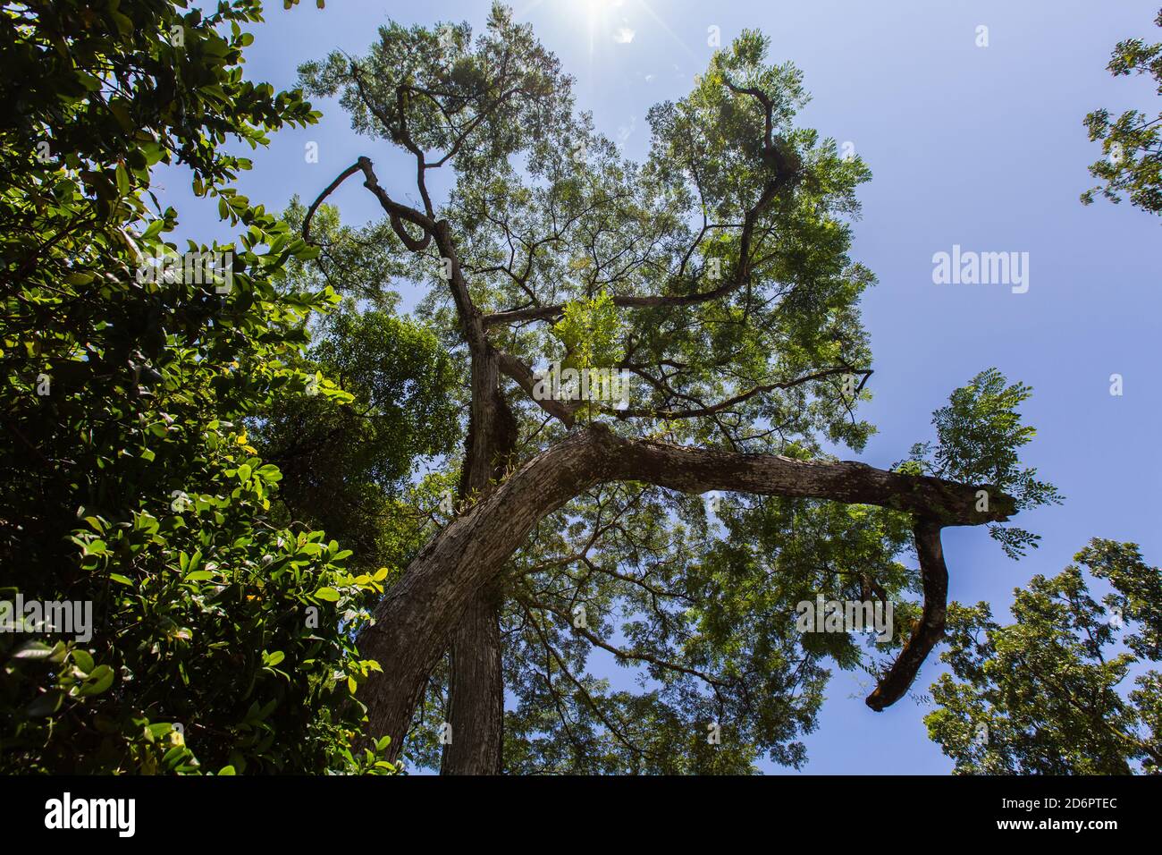 Lussureggiante albero a baldacchino dal basso guardando in su durante un mezzo sole pomeridiano Foto Stock