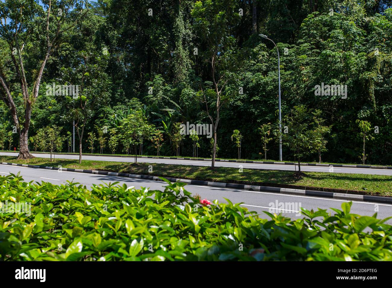 Lussureggianti alberi di verde fiorito sono piantati lungo le strade. Singapore. Foto Stock