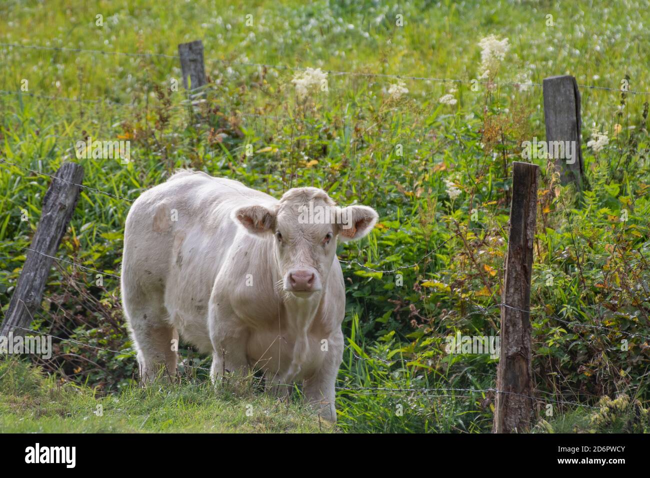 vacca giovane, marrone e bianco pascolo in un prato Foto Stock