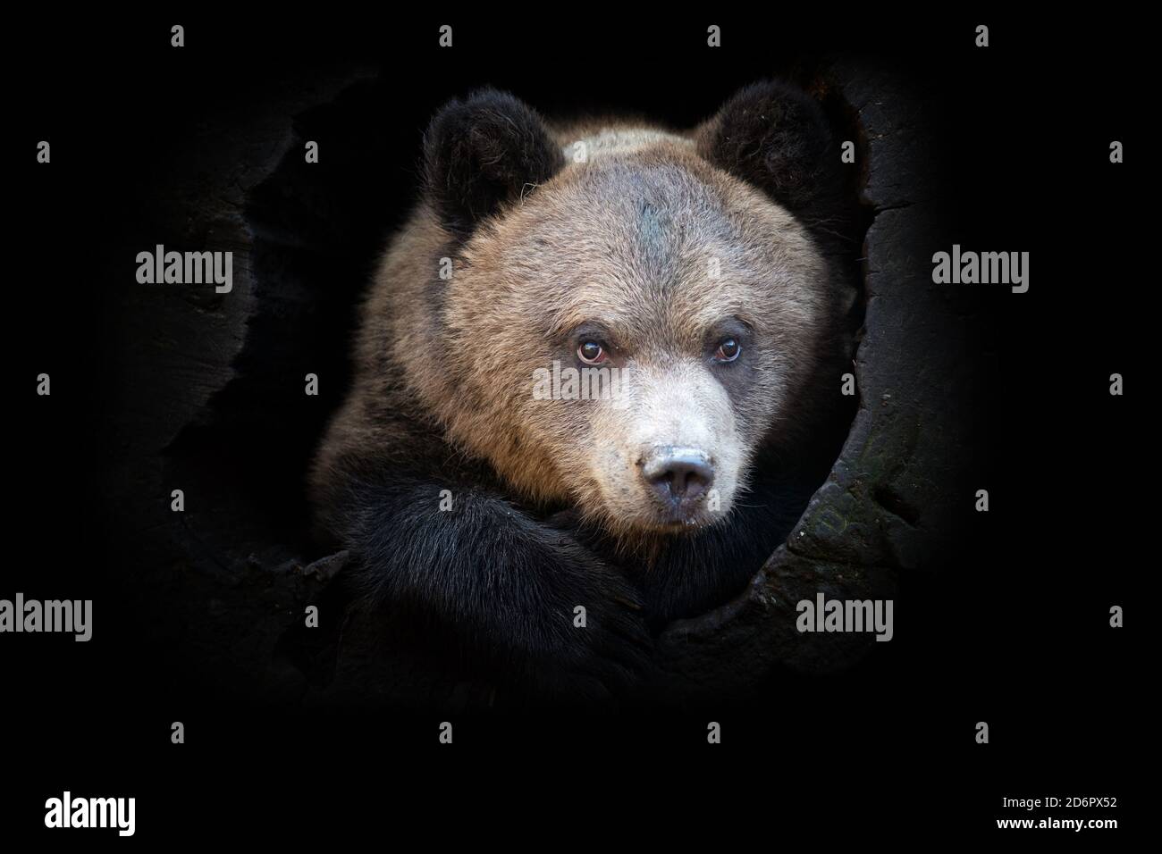 Primo piano vista orso. Animale selvatico isolato su sfondo nero Foto Stock