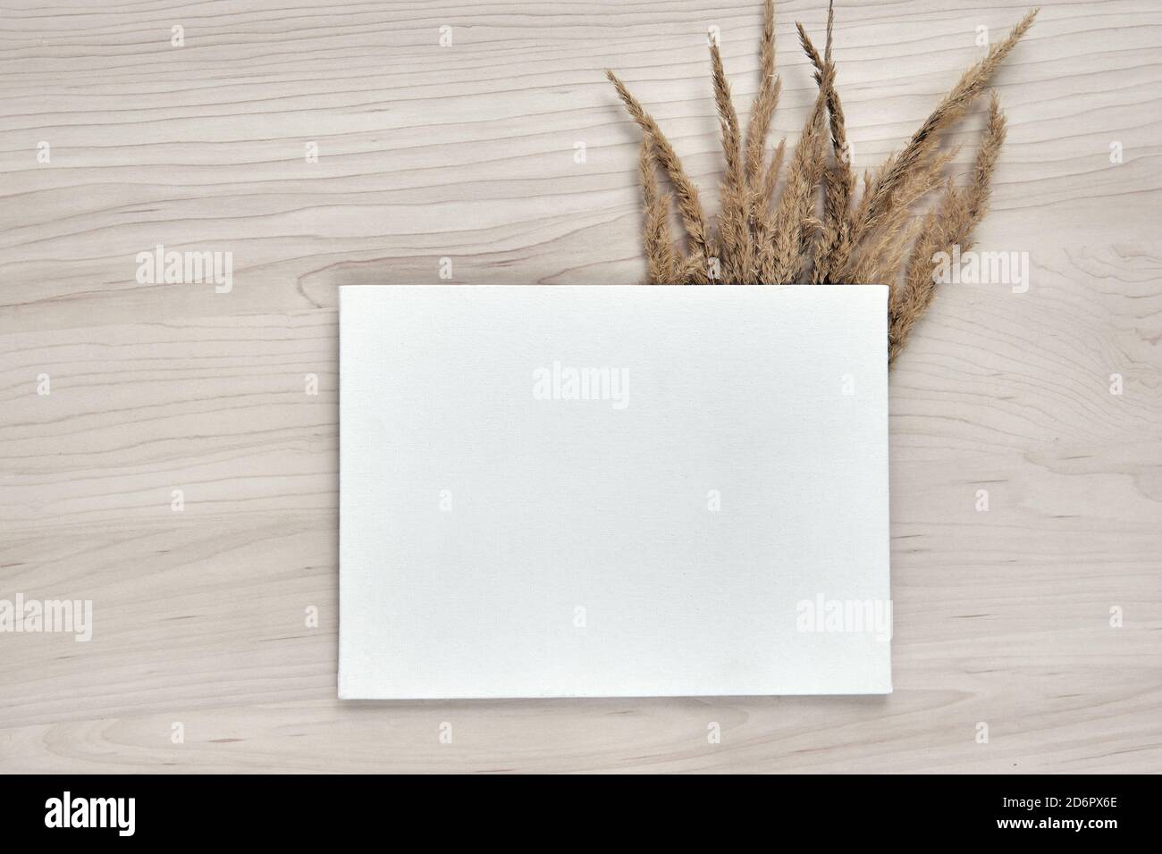 Un bouquet di spokelet. Telaio di canne secche isolate su sfondo bianco. Carta bianca per la creazione di modelli. Astratto fiori secchi d'erba, erbe su legno Foto Stock