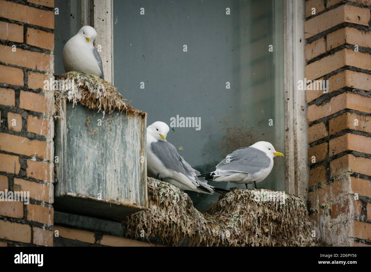 Gattiwakes a zampe nere, Rissa tridactyla, con nidi all'esterno di una finestra di uno degli edifici della città artica Pyramiden a Svalbard, Norvegia. Pyramiden è un insediamento abbandonato di miniere di carbone a Svalbard. La piccola città artica fu abbandonata nel 1998. Foto Stock