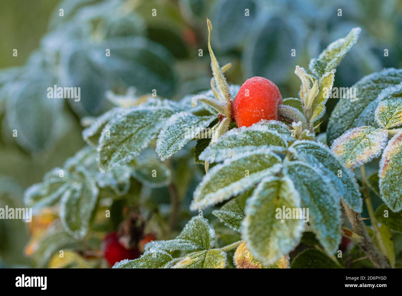 Le foglie della rosa verde sono ricoperte di gelo. Congelamento. Mattina d'autunno. Foto di alta qualità Foto Stock