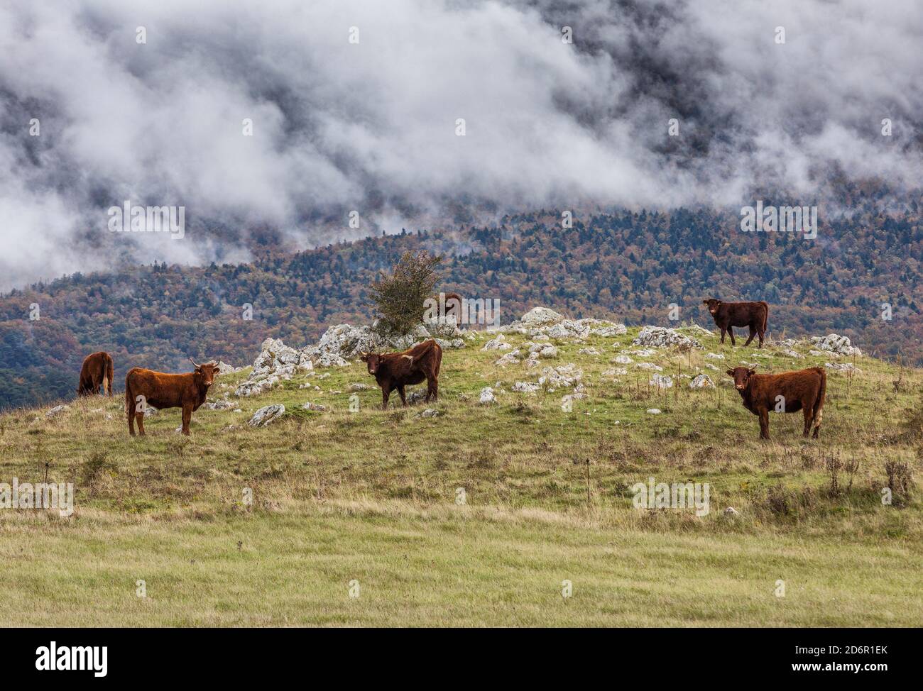 Mucche sulla collina con nuvole che si innalzano sulla montagna sullo sfondo Foto Stock